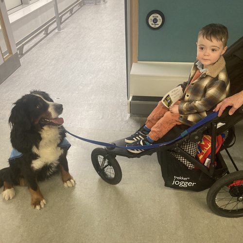 Freddie meeting a Bernese mountain dog therapy dog